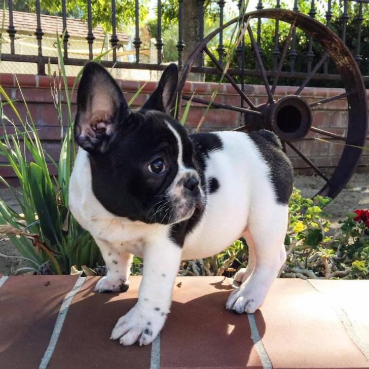 Purebred Akc Registered French Bulldogs Puppies Available in Wayne