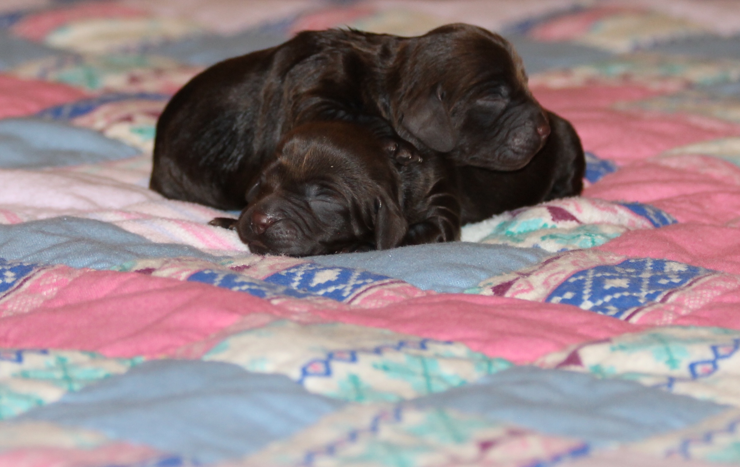 Boykin Spaniel puppies in Start, South Carolina Clasificados Electronicos
