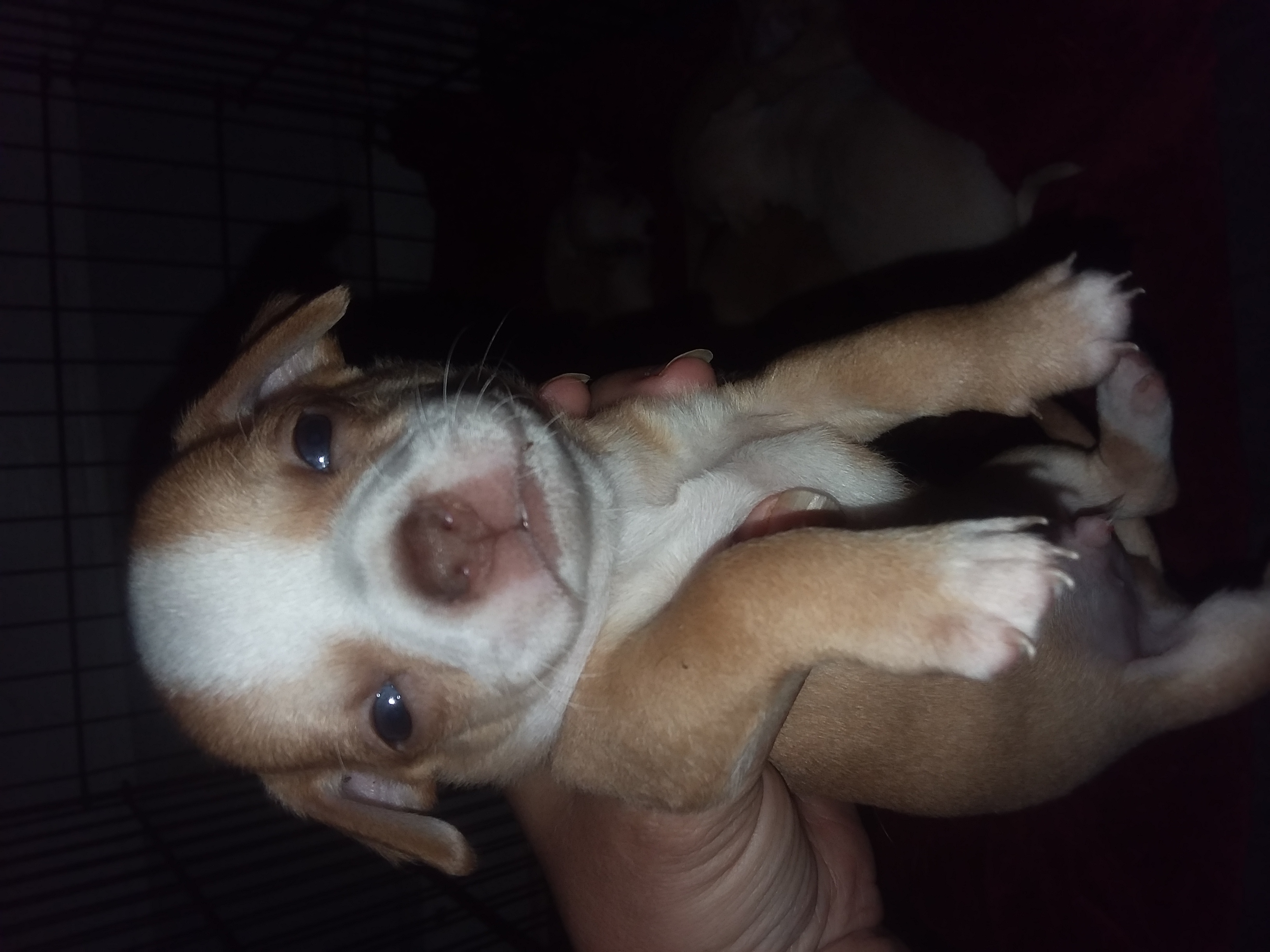 Full blooded Chihuahuas puppies for sell in Greenville, South Carolina