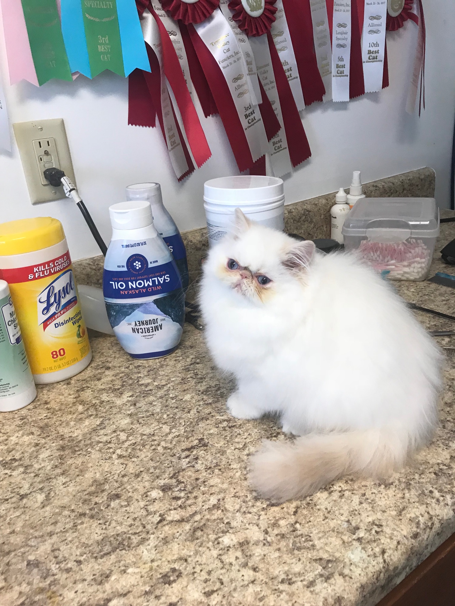 Himalayans kittens in Westminster , South Carolina inads