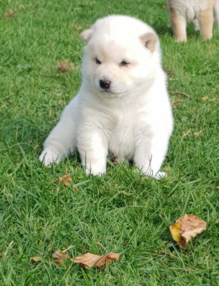Stunning White Male, Japanese Shiba Inu puppy in charlott ...