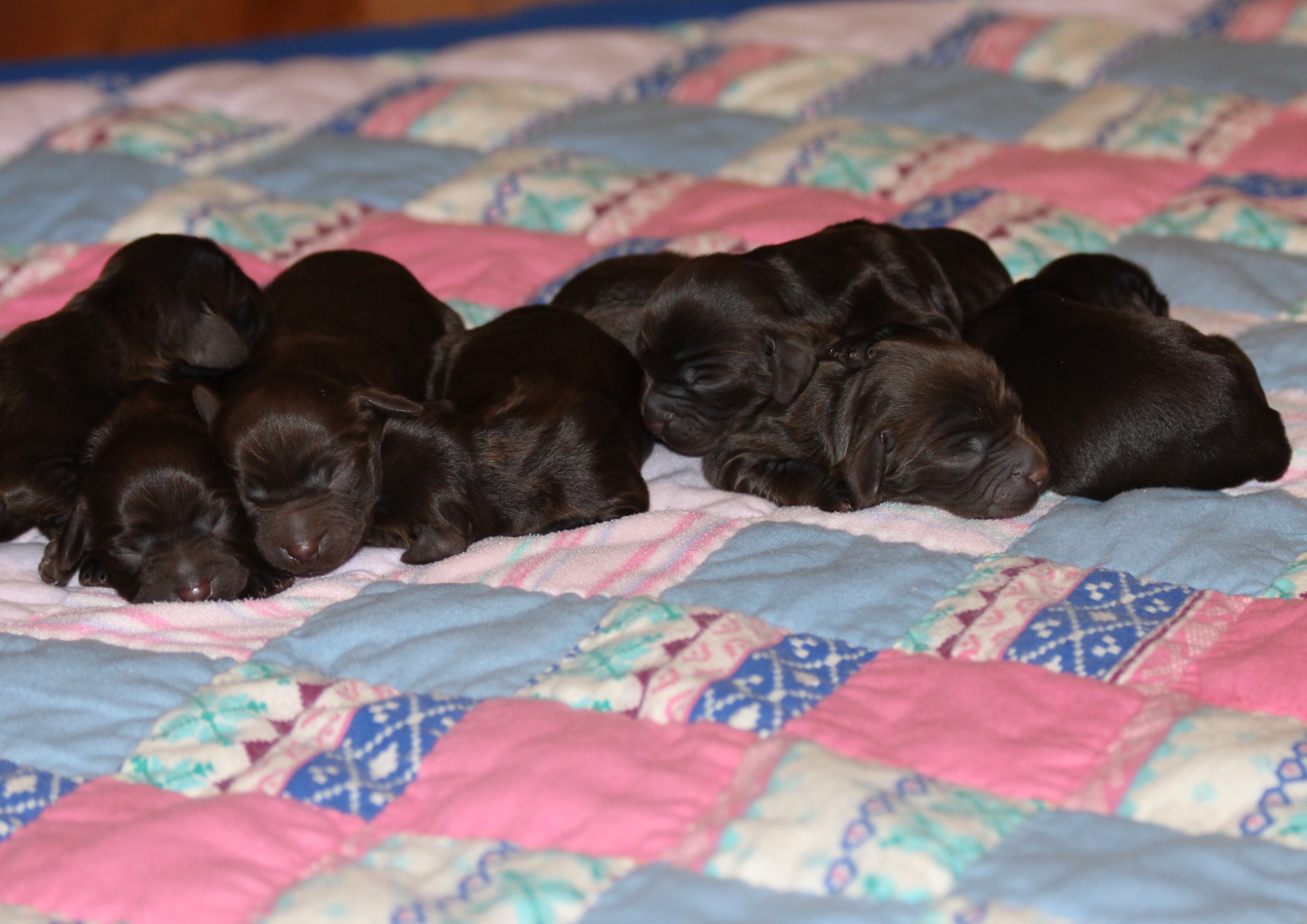 Boykin Spaniel puppies in Start, South Carolina Clasificados Electronicos